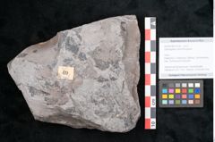 Foto (Objekt + Etikett) von Odontopteris minor Brongniart (NHMW-GEO-2024-0188-10726)